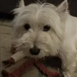 Westie-vs-Scottie-Dog-Training Westie-vs-Scottie-Dog-Training